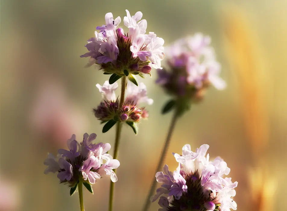 Thymus Vulgaris Extract (Thyme Flower)