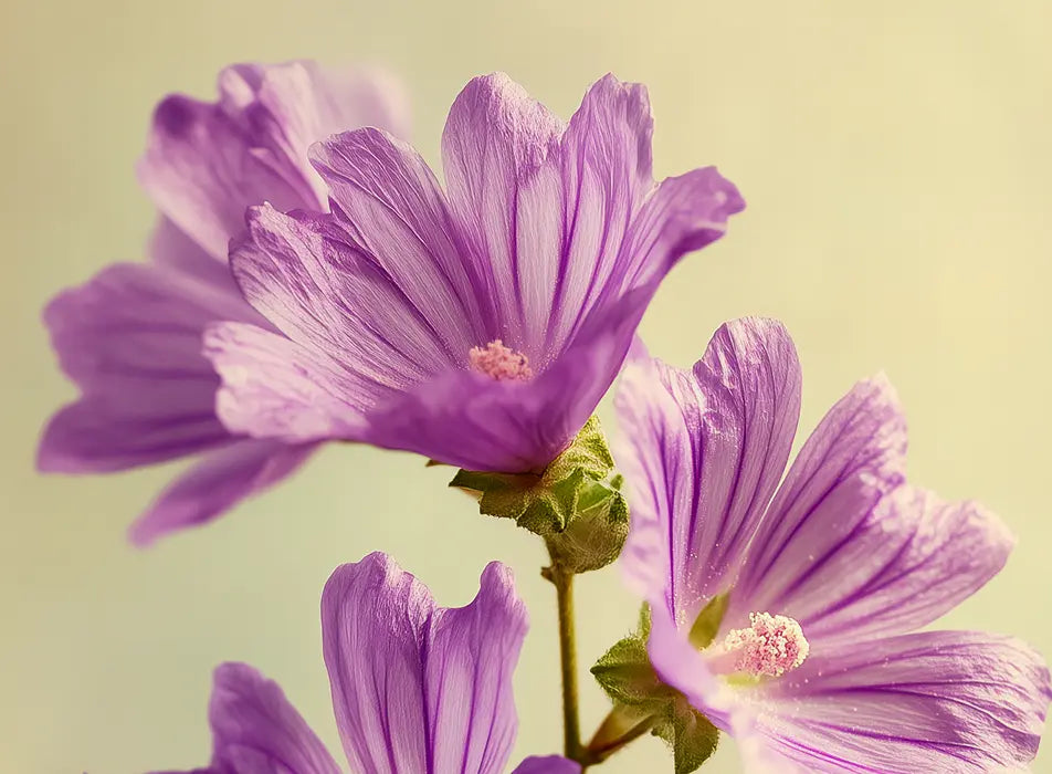 Malva Sylvestris (Mallow Flower)