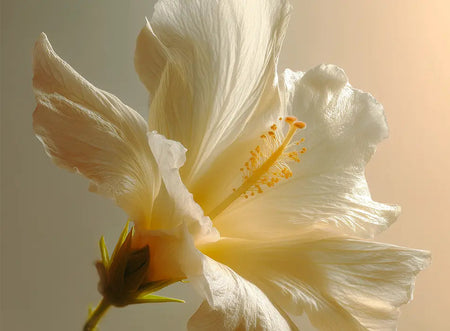 Hibiscus Flower