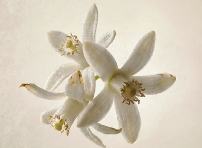 Neroli Hydrosol