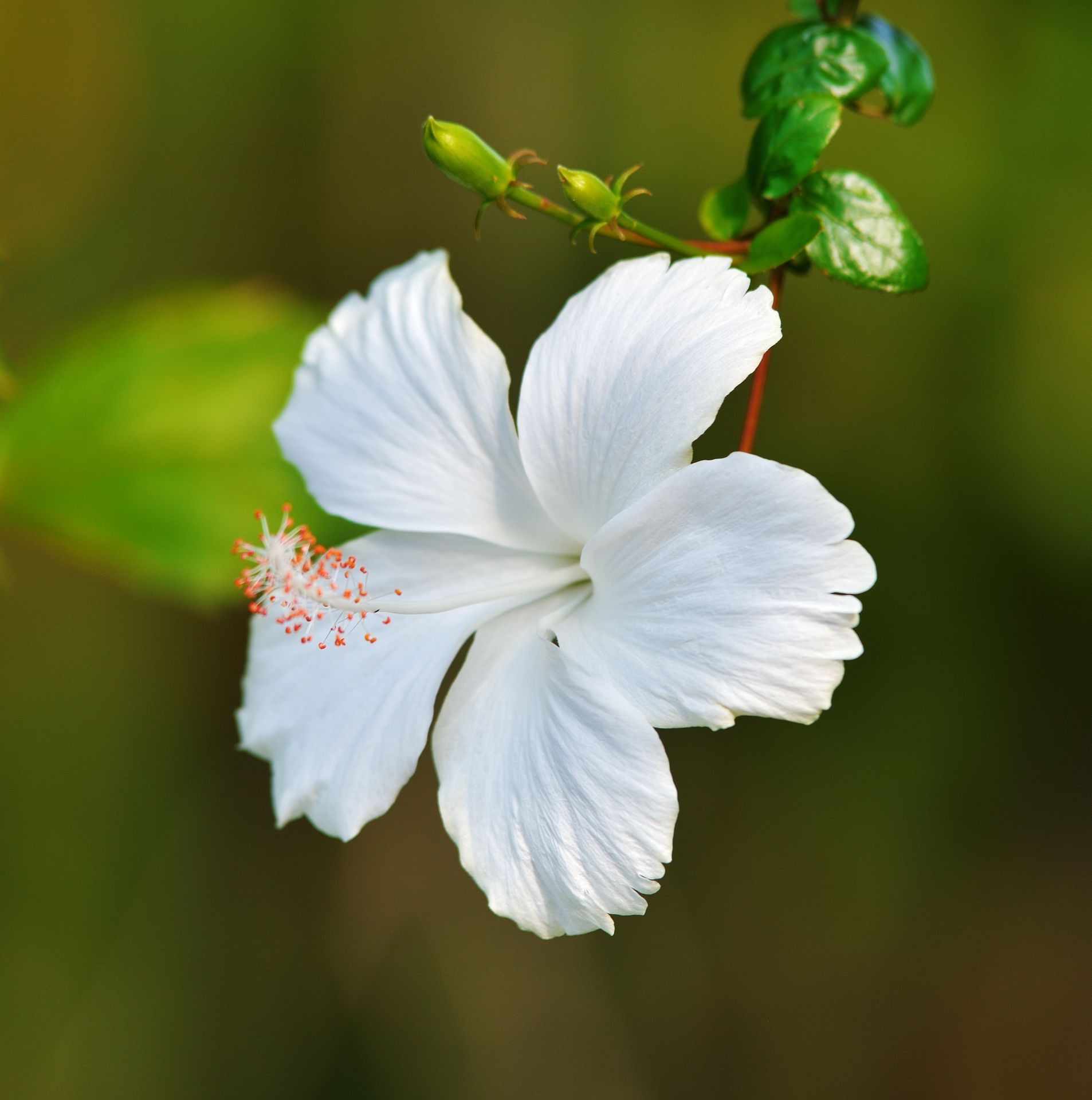 White Hibiscus