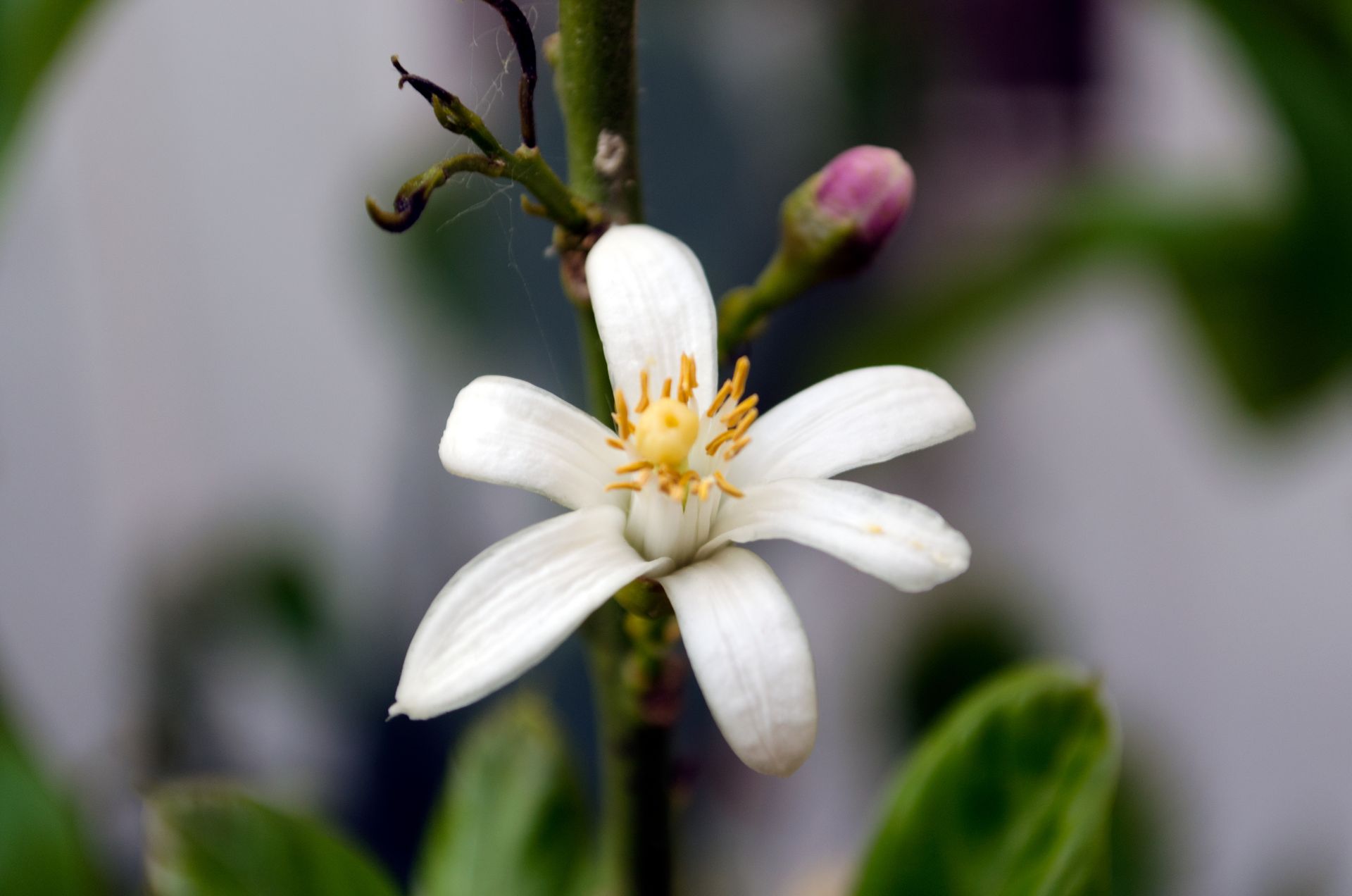 neroli-hydrosol