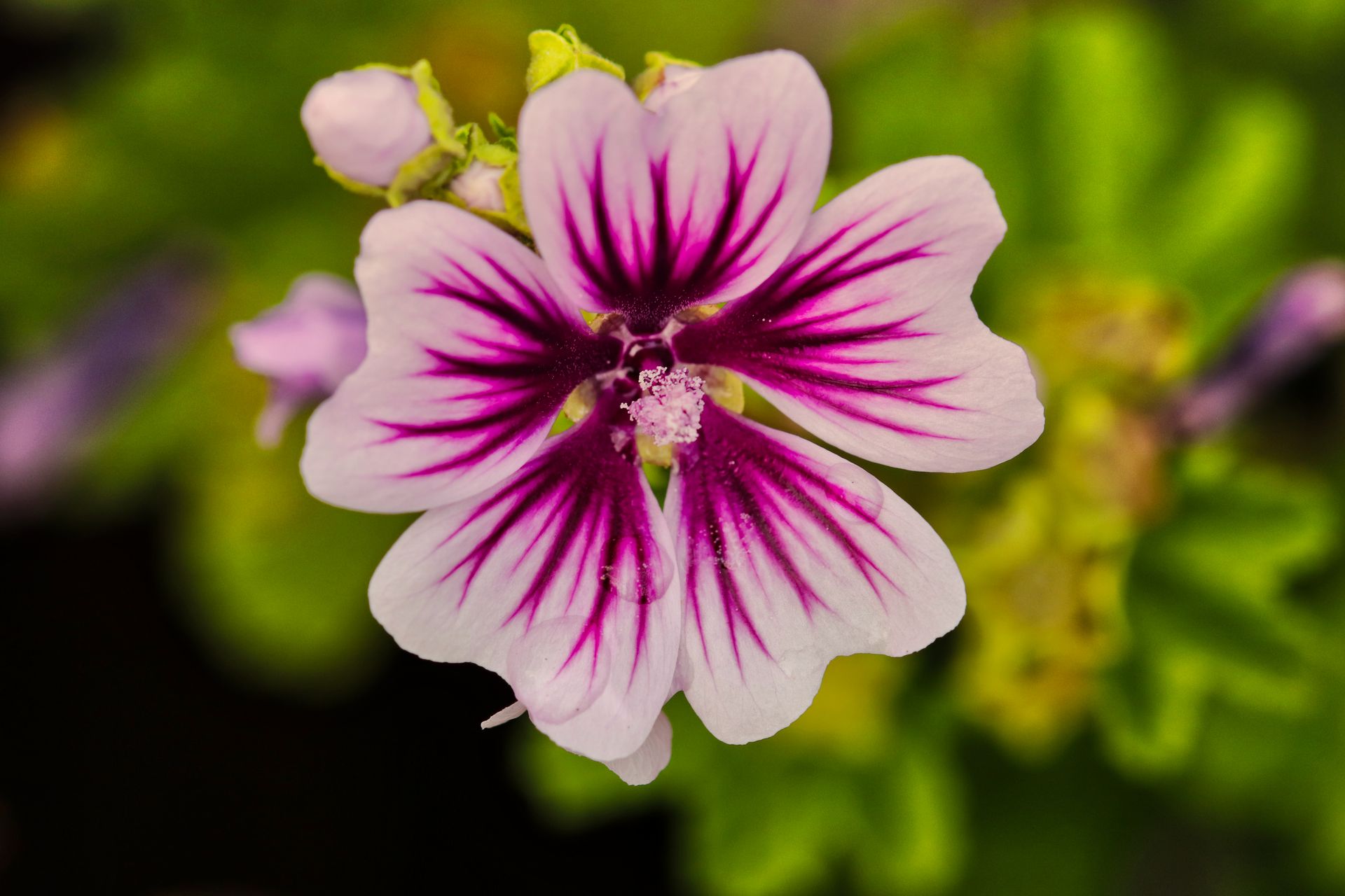 mallow-flower