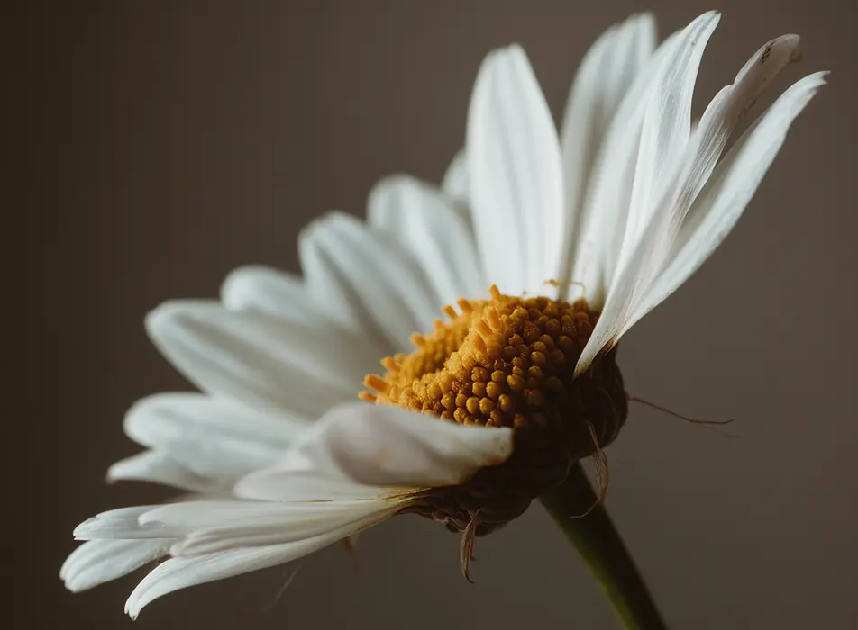 daisy-flower